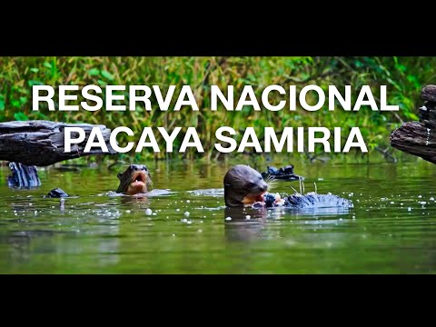 Reserva Nacional Pacaya Samiria