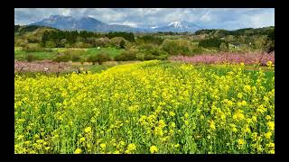 桃畑と北信山々：飯綱町丹霞郷