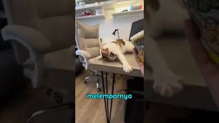 Download lagu JANGAN GANGGU... ๐ค #shorts #viralvideo #cat #catvideos mp3 Download lagu JANGAN GANGGU... ๐ค #shorts #viralvideo #cat #catvideos mp3