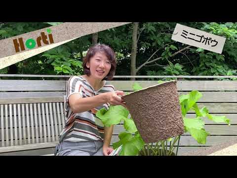 ごぼう、栽培ごぼう、ごぼう、Arctium lagpa