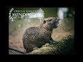 RODENTS OF UNUSUAL SIZE (2018 Mendocino Film Festival Official Selection)