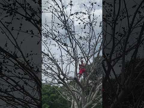 Tumbando Ciruelas Gigantes en mi Finca de Cuba 🇨🇺 ¡Se Cae la Mata!