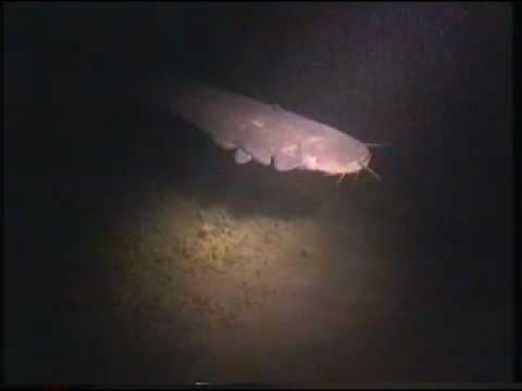 Da Waller an der Ruderregatta