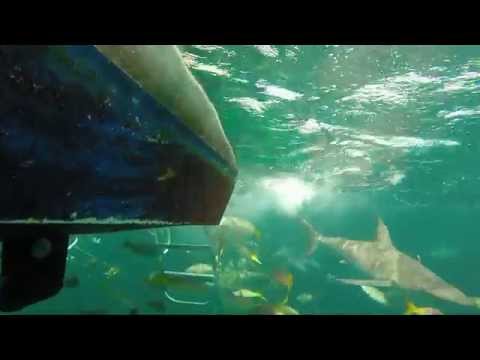 GoPro: Bahamas Snorkeling - Shark Girl Pics