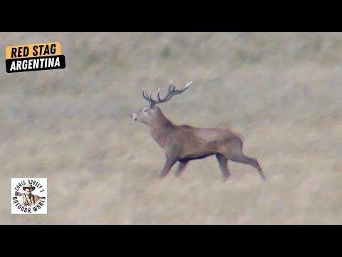 Hunt For Free Range Stag in Stunning Patagonia