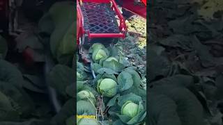 Download lagu Panen sayur kol #shortviral #kol#pertanian mp3 Download lagu Panen sayur kol #shortviral #kol#pertanian mp3