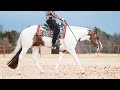 CHOCOLATE NEVER LIES 2015 Tovero APHA Stallion