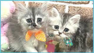 ペットショップCOO&RIKU No00704487(ミヌエット)