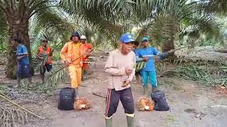 Download lagu Superstar dangdut mp3