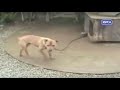 Pit Bull fighters Backyard RSPCA Footage 