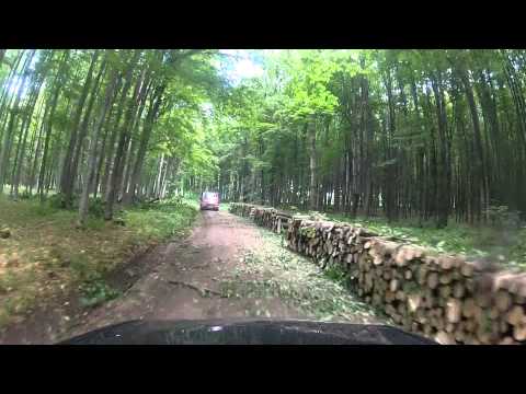 Pădurea de la Mitocul Dragomirnei