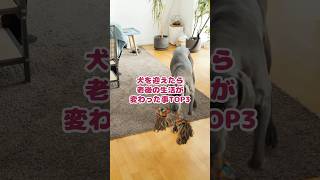 【50代、60代】犬を迎えたら老後の暮らしが変わった#老後の暮らし #ゴールデンレトリバーノア #大型犬のいる生活 #60歳代