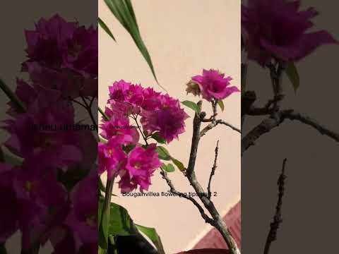 Bougainvillea flowering tips part 2 #plants #garden #bougainvillea #bougainvilleacare
