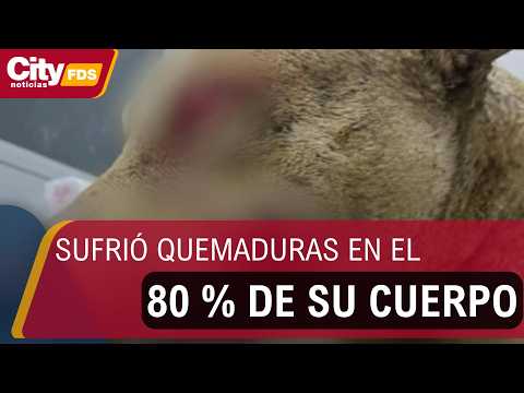 Indignación por la muerte de Fénix, el perro quemado vivo en Cundinamarca | CityTv