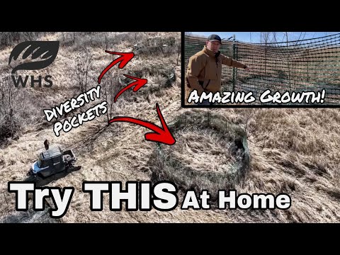 1 Year Diversity Pocket Growth Explosion and Strategy