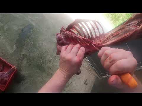 Instructions: Butchering a deer without a bone saw. Here's how! Professional butcher Ralf
