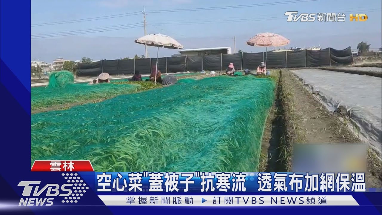 空心菜「蓋被子」抗寒流 透氣布加網保溫