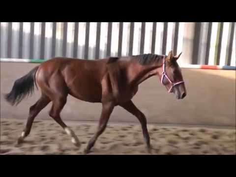 Holsteiner Jährling v. Dinken