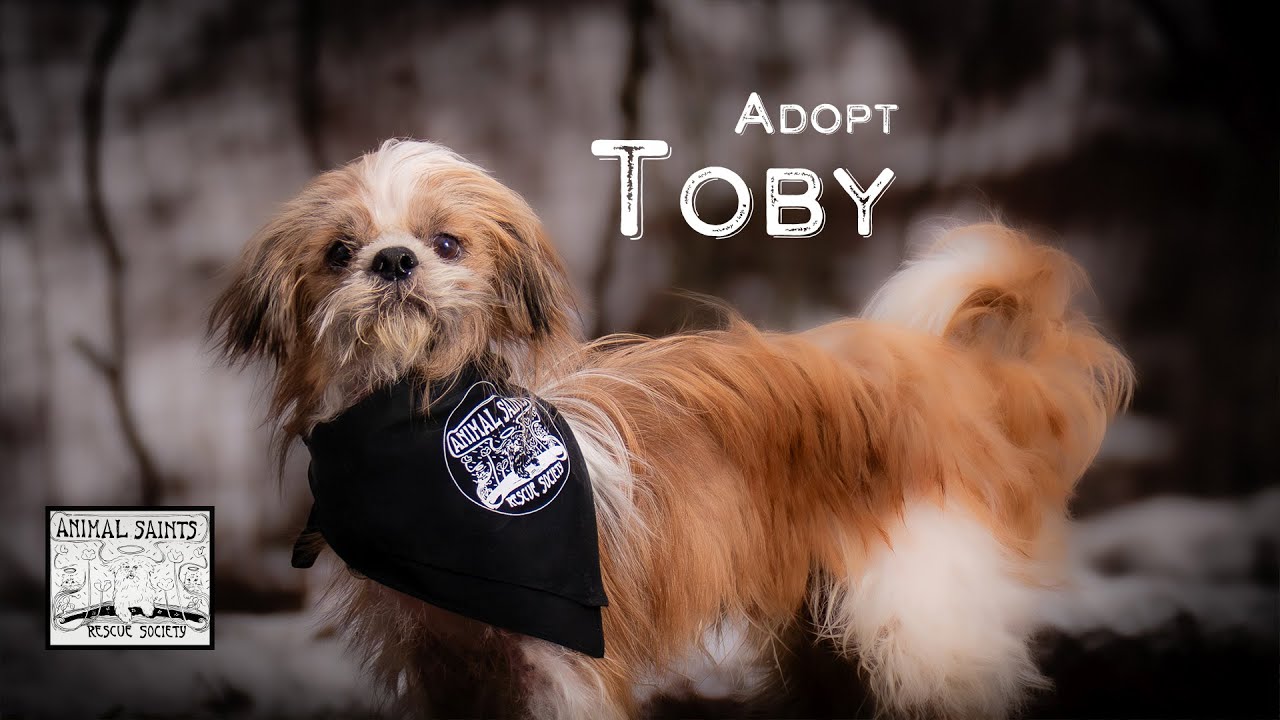 Enlarge Toby, a Adoptable mixed breed in Fort Montgomery, NY video 6/6