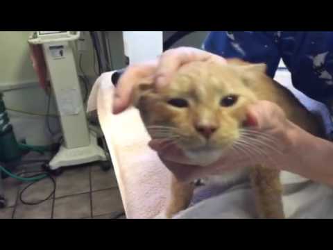 Orange Cat Personalities and Distinguishing Characteristics from the Veterinarians Perspective