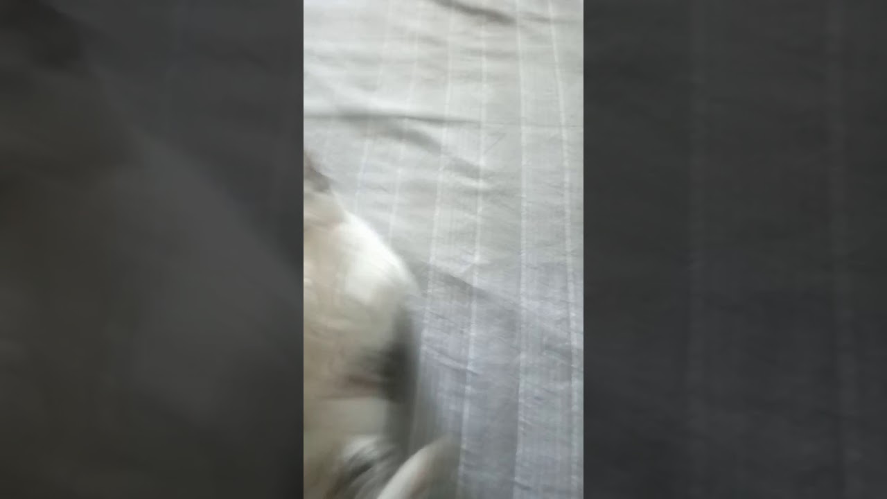 Watch Now Dito medio al gatto, reazione inaspettata Dito medio al gatto, reazione inaspettata
