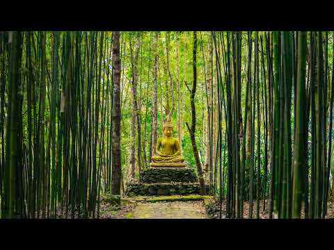 Buddha's Flute | Bamboo Forest