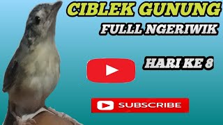 Download lagu CIGUN ANAKAN NGERIWIK GACOR , UPDATE PERKEMBANGAN CIGUN HARI KE 8 mp3 Download lagu CIGUN ANAKAN NGERIWIK GACOR , UPDATE PERKEMBANGAN CIGUN HARI KE 8 mp3