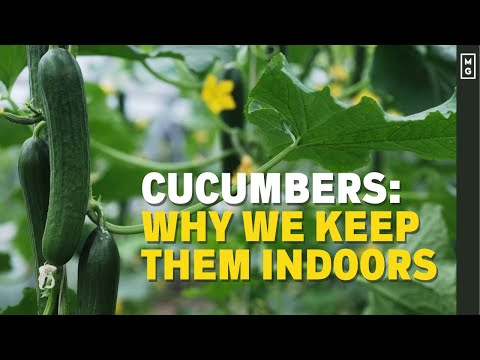 , title : 'Why You SHOULD Be Growing Cucumbers In A Greenhouse!'