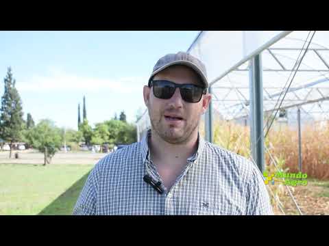 🔲🌱🌽Ensayos agrícolas en Est General Paz, enfocados principalmente en la sanidad de los cultivos