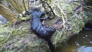 Как поймать норку в капкан зимой