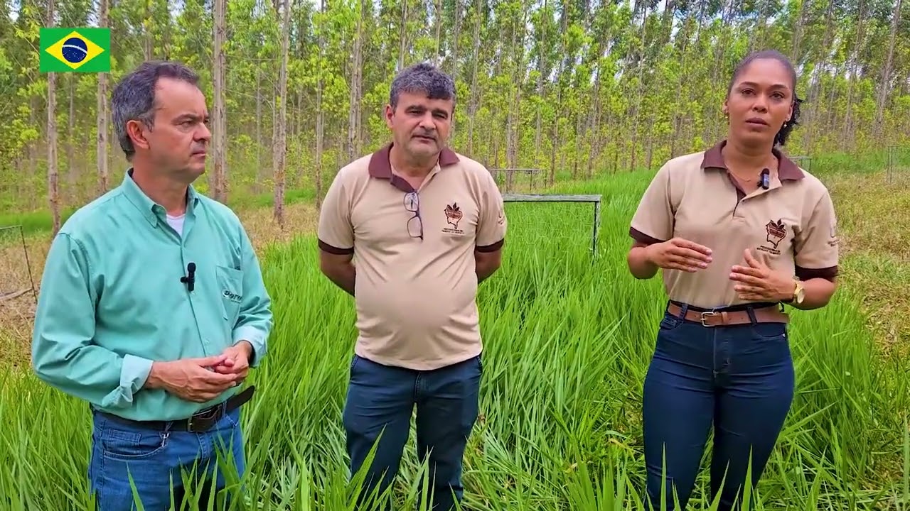 Sistema Integração Pecuária Floresta - Episódio 2