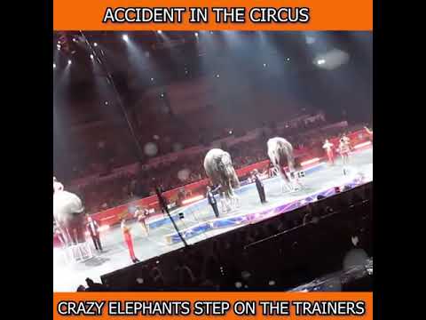 Crazy elephants gone mad and step on the trainer. 😮