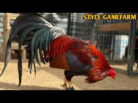 Albany Sweater Kelso - STYLE FARM