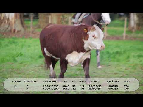 Lote TOROS HEREFORD "SAN PEDRO/LA LUCILA"
