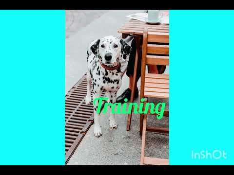 Poise Dog Training.  #dogtrainer #doglovers #k9