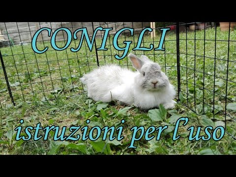 Verme bianco in passaggio posteriore Ratto decorativo di parassiti di malattia