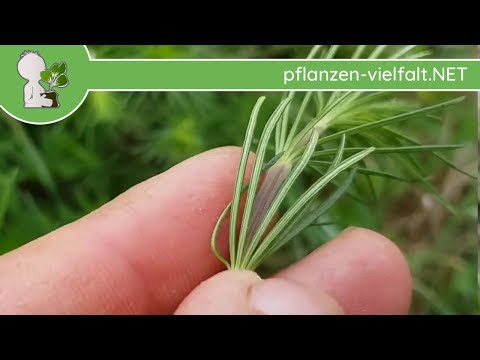 Echtes Labkraut - Erste Boten - 12.04.18 (Galium verum) - Wildpflanzen-Bestimmung
