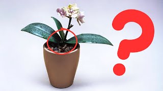 Dies ist das Ende? Die Orchidee hat einen Blütenstiel mit Knospen in der Mitte des Blattwachstums!