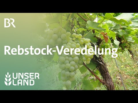 , title : 'Rebstock-Veredelung | Unser Land | BR Fernsehen'