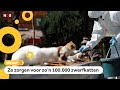 In Turkije werken mensen als 'kattenknuffelaar'