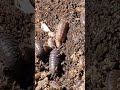 Pill bug family Exposed !! #bugs #pillbug #scary #awesome #nature