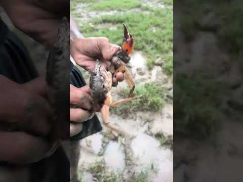 chibori kekda/🦀/#viralvideo #crabsoup #minivlog #fishing #crabsoup ##chibori#vishal blogger#kekda