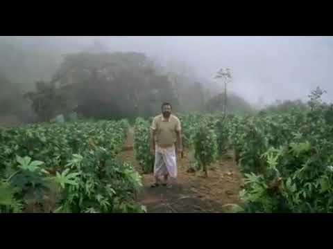 Idukki Gold 🌱🍃