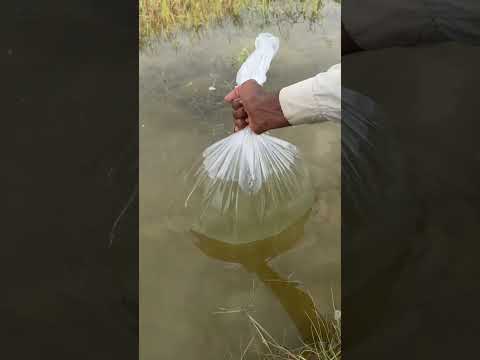 Clean water for search My Mobile 😎