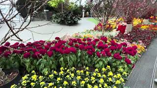 Download lagu Peach blossom 🌸 at Canopy Park Jewel Singapore mp3