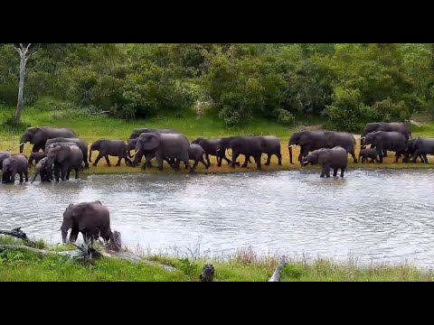 Elephants suddenly run through the dam and down the road into the drainage at Djuma Cam 12/11/25