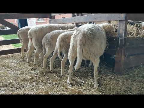 Für alle die mit der Schafhaltung anfangen wollen
