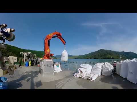 Billions of Mussels Raised By This Modern Technique   Mussel Farming Process and Harvesting 2023