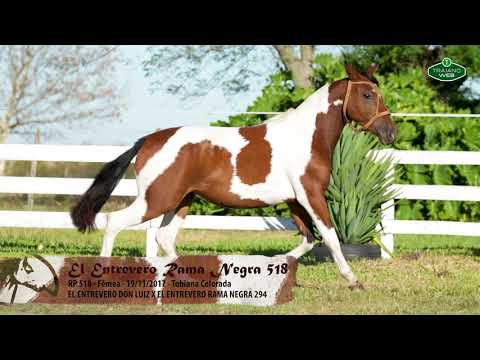 El Entrevero Rama Negra 518