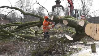 preview picture of video 'Oostflank Wijchen deel 2 / het kappen van de bomen'